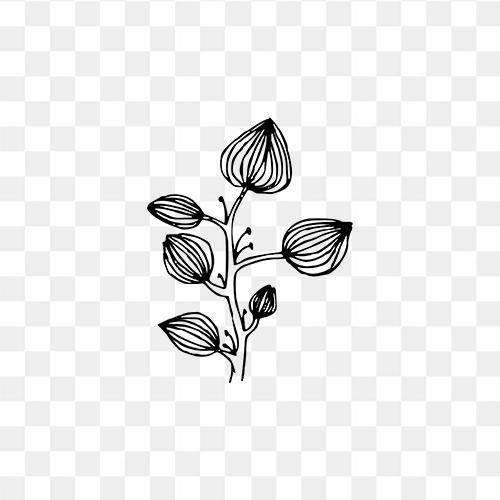 Flower bud line art illustration transparent png